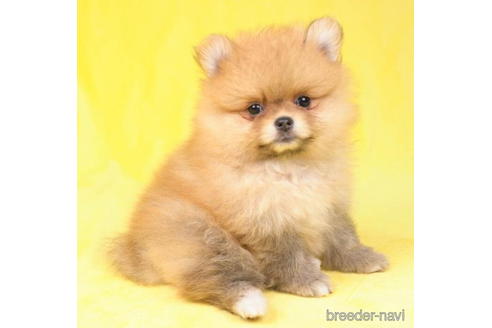 成約済の東京都のポメラニアン-188143